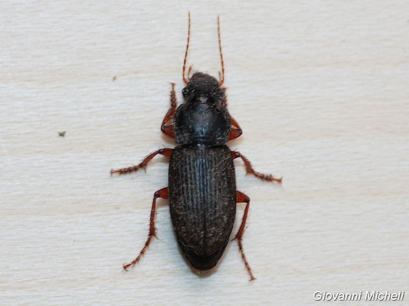 Quale Carabidae?  Pseudoophonus rufipes